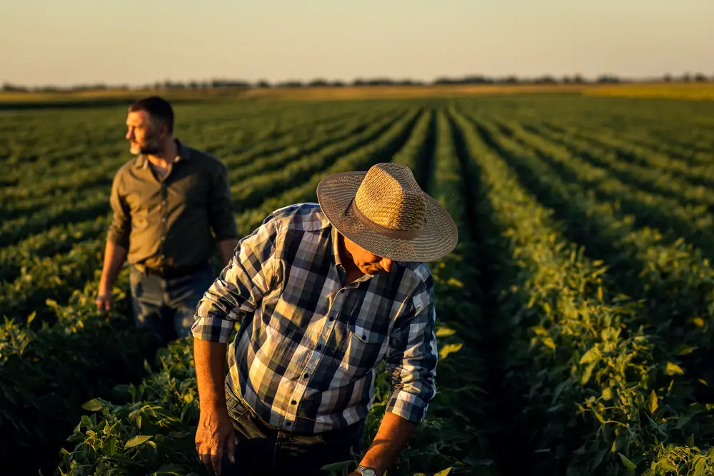 Revisión de cultivos con asesoramiento técnico agrario
